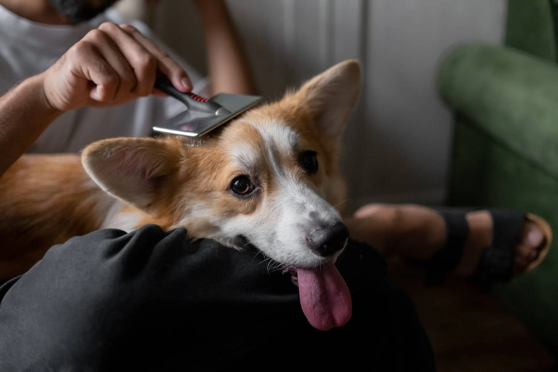 best dog brushes featured image